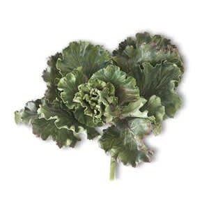 K & K INTERIORS LETTUCE DECOR