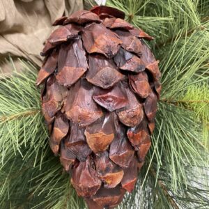 SMALL PINECONES 8" LENGTH