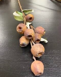 RENGENCY 25" DRIED EUCALYPTUS POD SPRAY NUTMEG