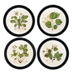 CREATIVE CO OP 13.75" Round Framed Wall Decor with Vintage Reproduction Botanical Print, 4 Styles