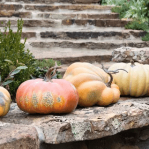 PARK HILL KENTUCKY FIELD PUMPKINS